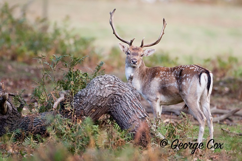 fallow deer