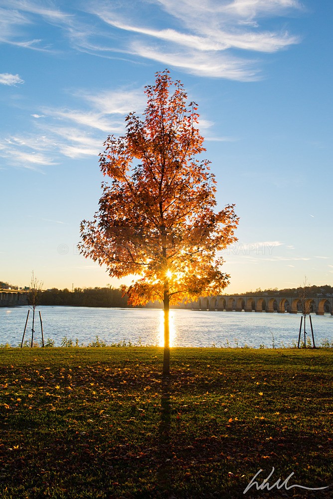 DSC_3914 - Trees