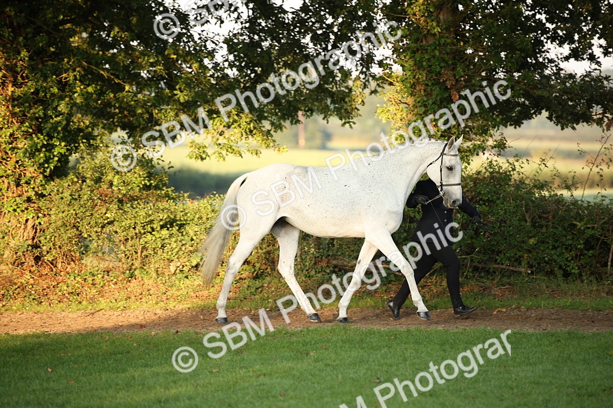 SBM_56844 - S49 - Riding Horse & Hack & Thoroughbred In Hand