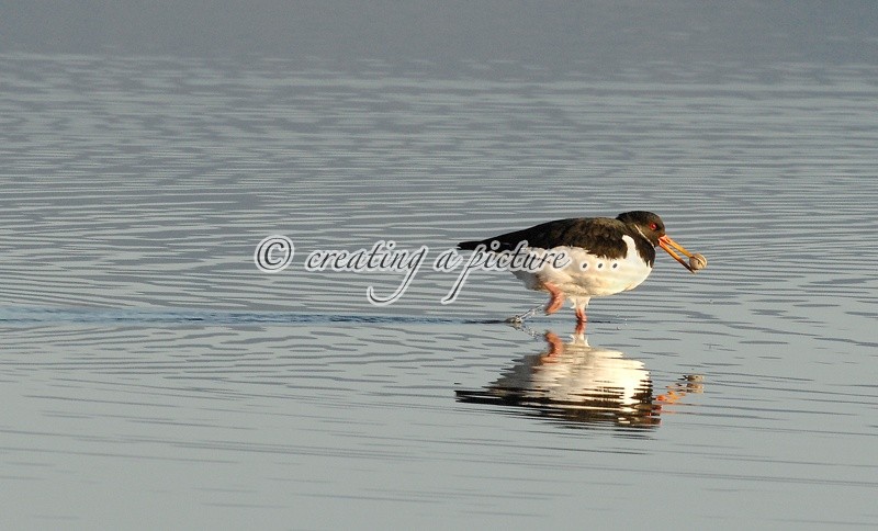 Oyster Catcher - Nature