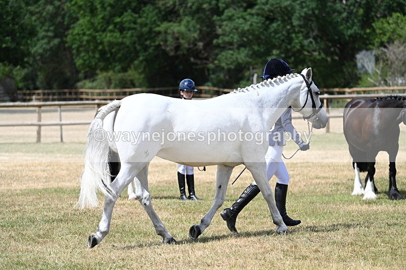 WJ7_1616 - Class 4 Prettiest Mare up to 14.2hh in hand