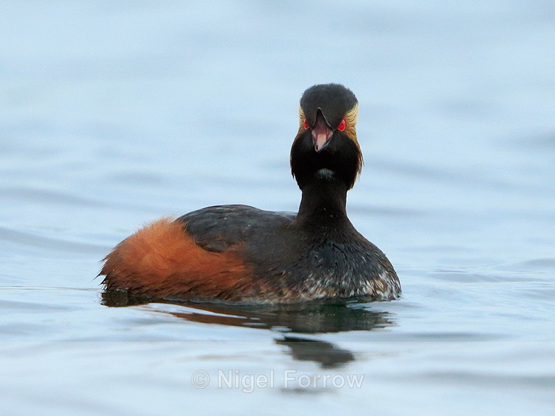 Black-necked Grebe (summer plumage) with open bill at Farmoor - Black-necked Grebe