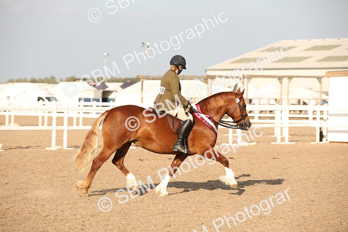 SBM_09222 - Regional Ridden Champ