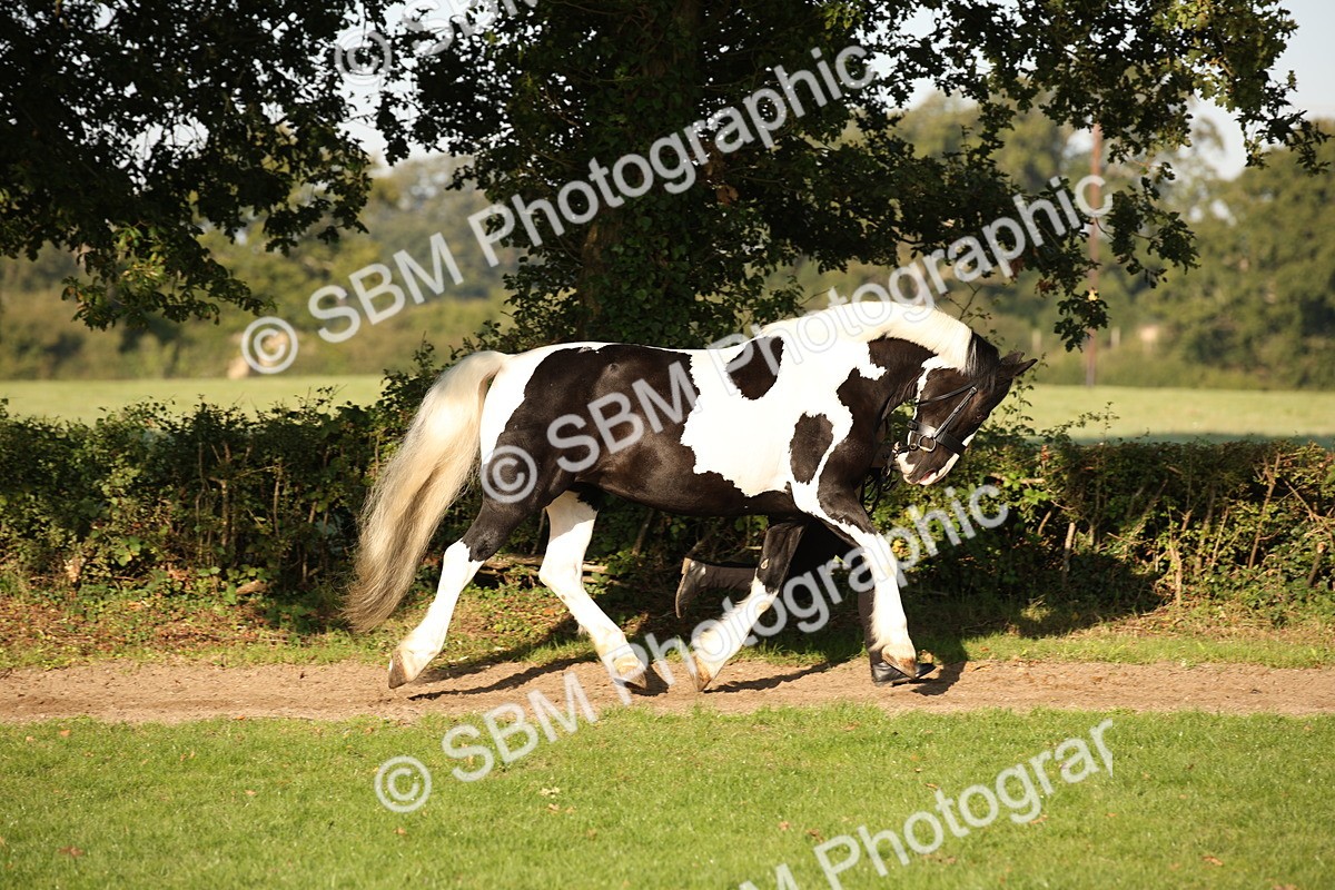 SBM_58685 - S51 - Piebald & Skewbald Horse In Hand