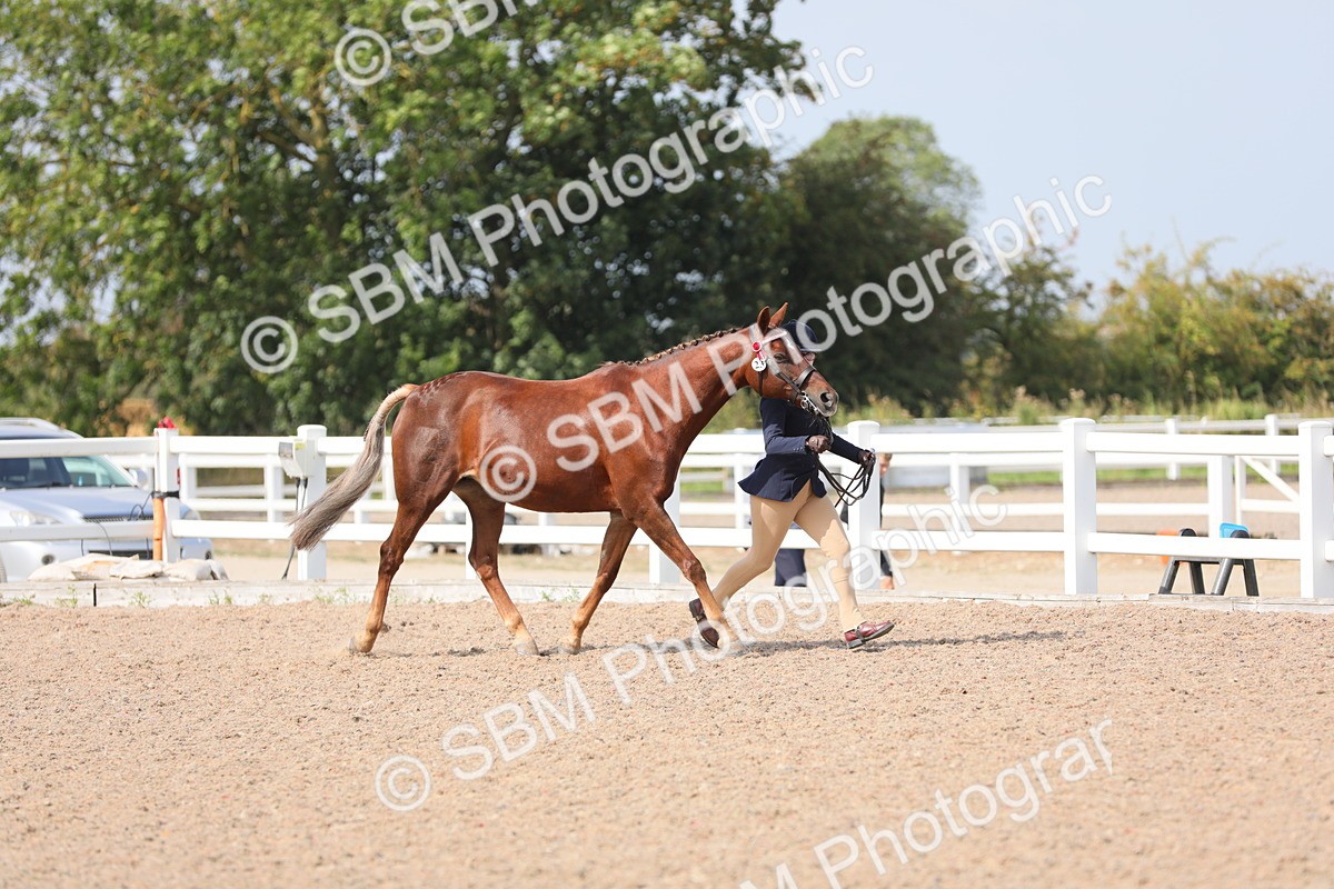 SBM_15723 - Class 312 IH Competition Horse/Pony
