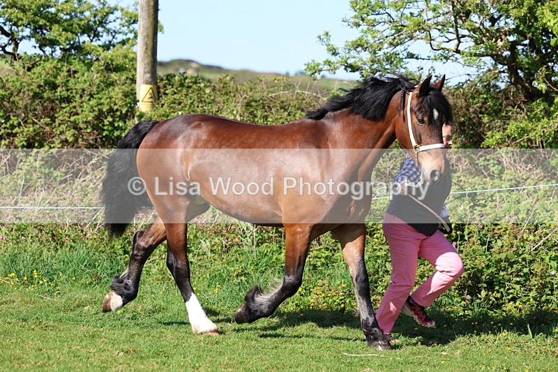 3E7A8596 - Class 13: M & M Large Breeds