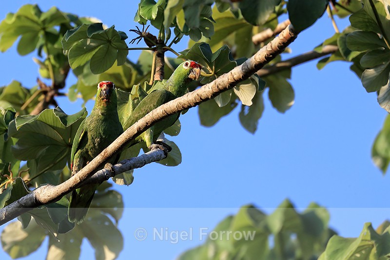 Two Red-lored Amazons perched in tree, Osa Peninsula, Costa Rica - Red-lored Amazon