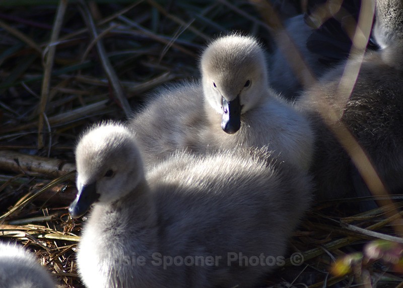  - Dawlish (mainly black swans)