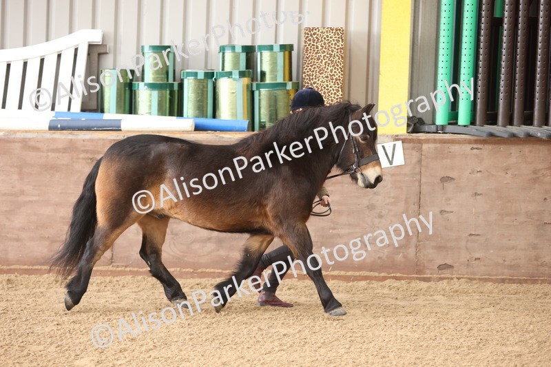 20251109-0595 - Class 22 - Geldings 4 Years and over