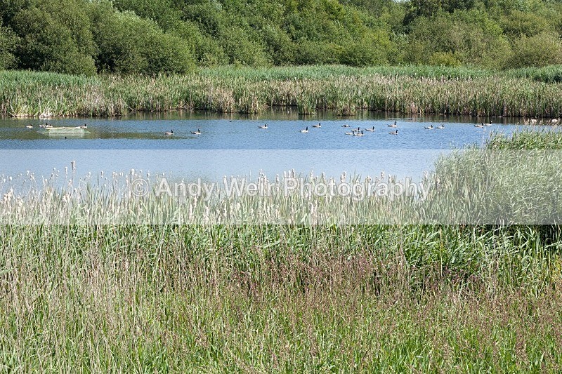 20110702-IMG_6106 - Woolston Eyes Nature Reserve