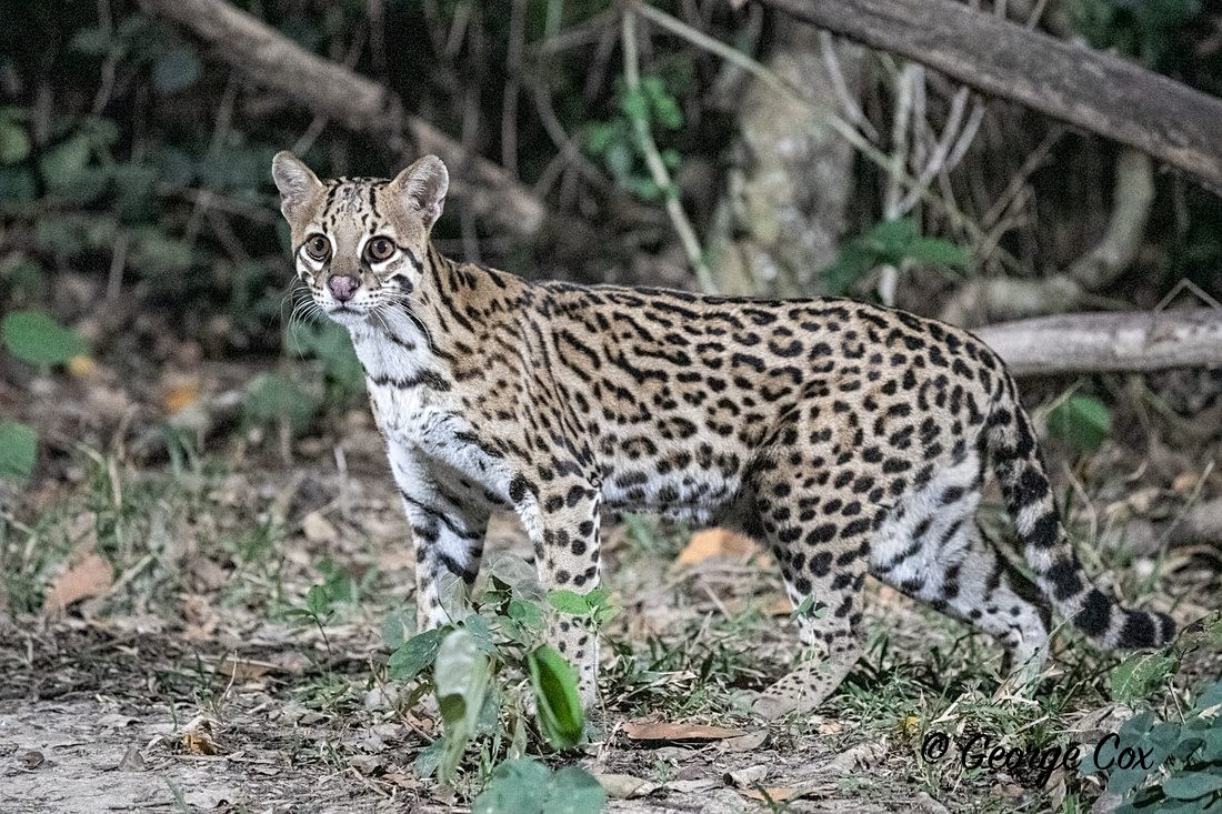 Ocelot Standing - Brazil