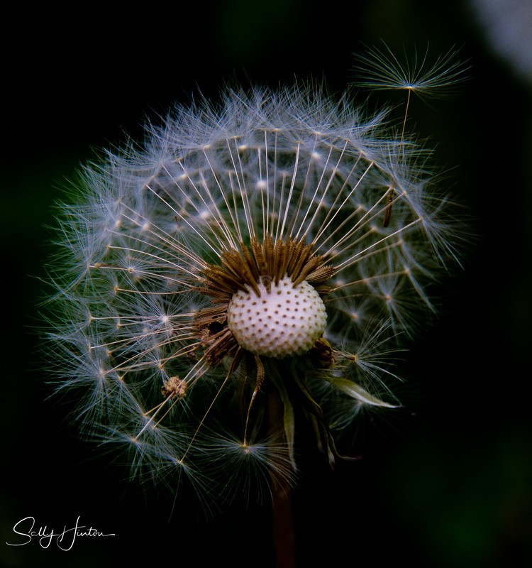 Dandylion Flower