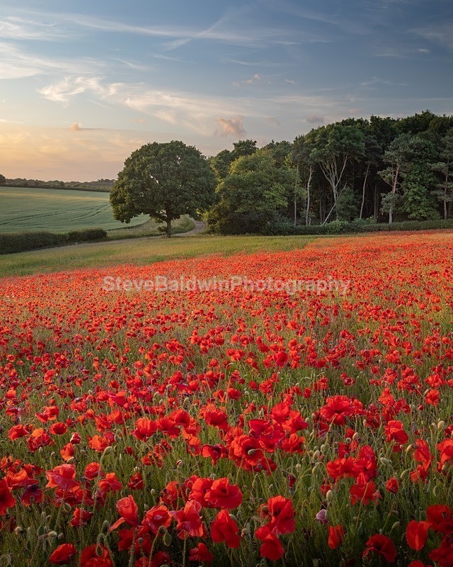 Evening Poppies: 277E - Waterford Flower Festival 2025