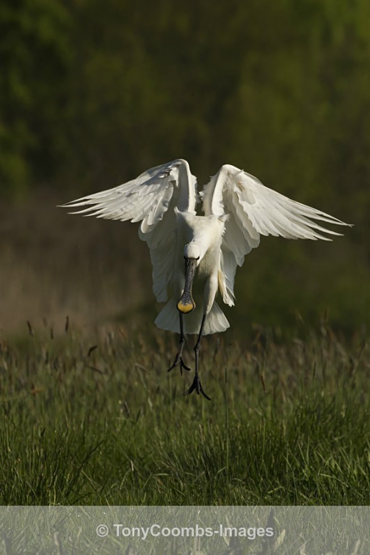 Spoonbill - Egret & Stork Hide