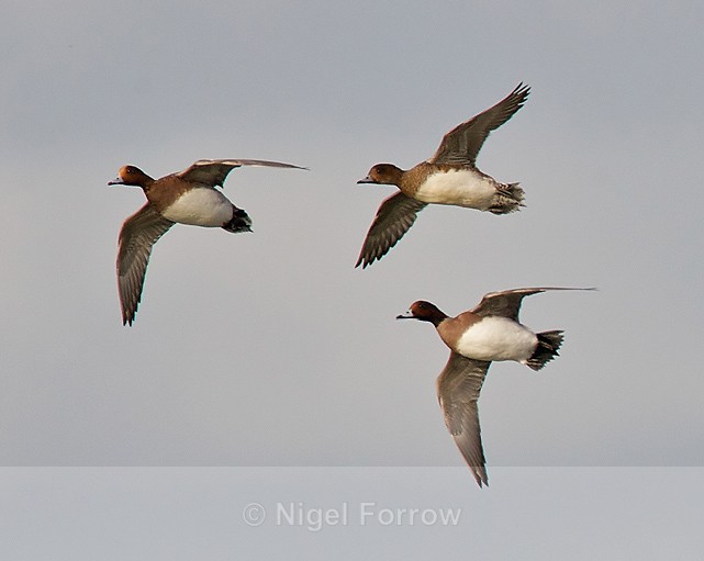 Wigeon - Wigeon