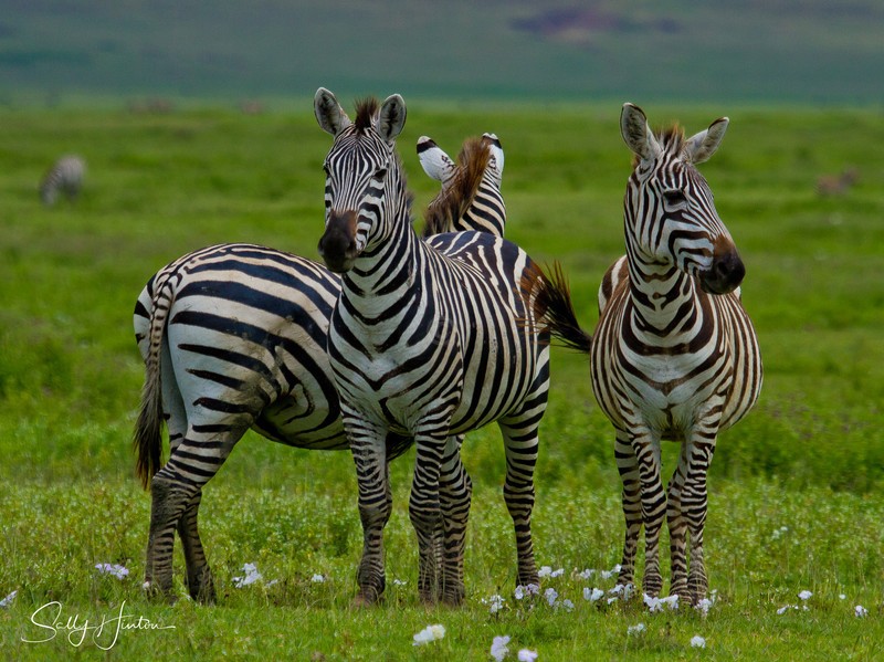 Crater Zebra 2
