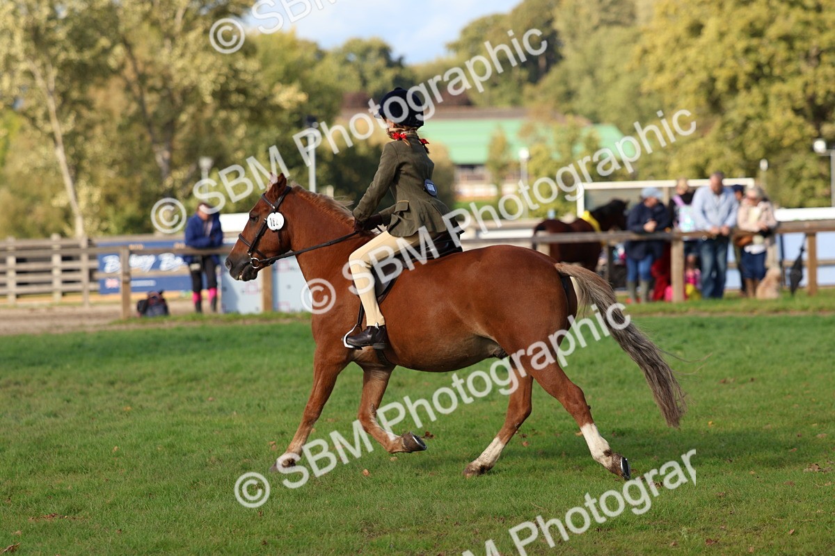 SBM_52494 - S13 - Pony Club Pony