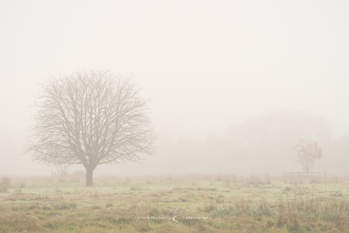 Martyr tree II - The Martyr trees