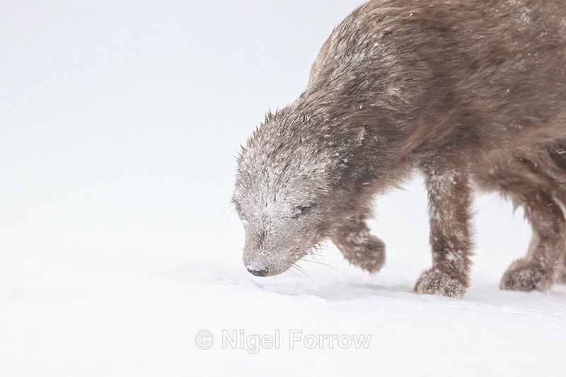 Snow-encrusted Arctic Fox face close view, Hornstrandir, Iceland - Arctic Fox