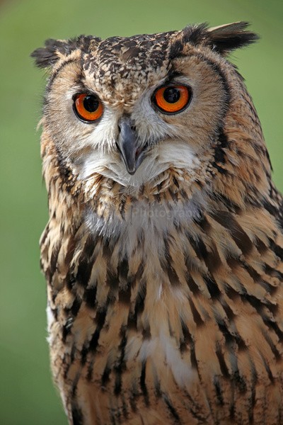 Eurasian Eagle Owl AGT _064 - Farm & Zoo Animals