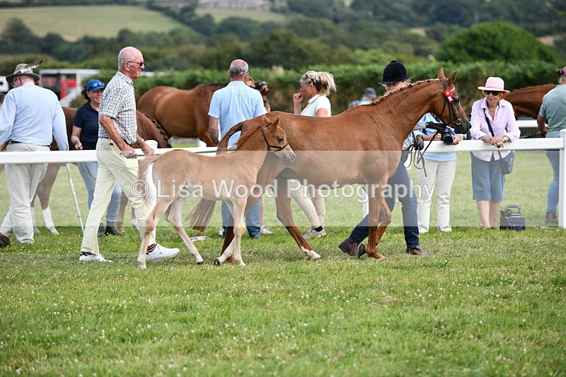 DSC_8429 - Class 69: Pure, Anglo & Part Bred In Hand Arab