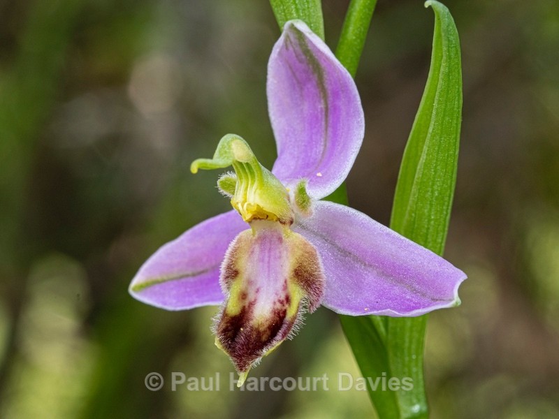 Bee Orchid Variation (Ophrys apifera var tilaventina). - Wild Orchids 2021