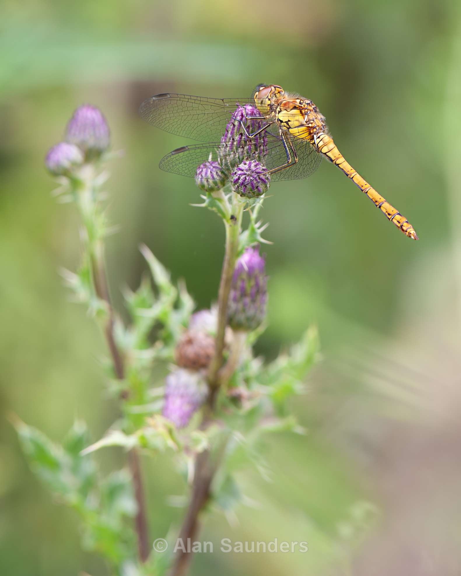Male Common Darter 5