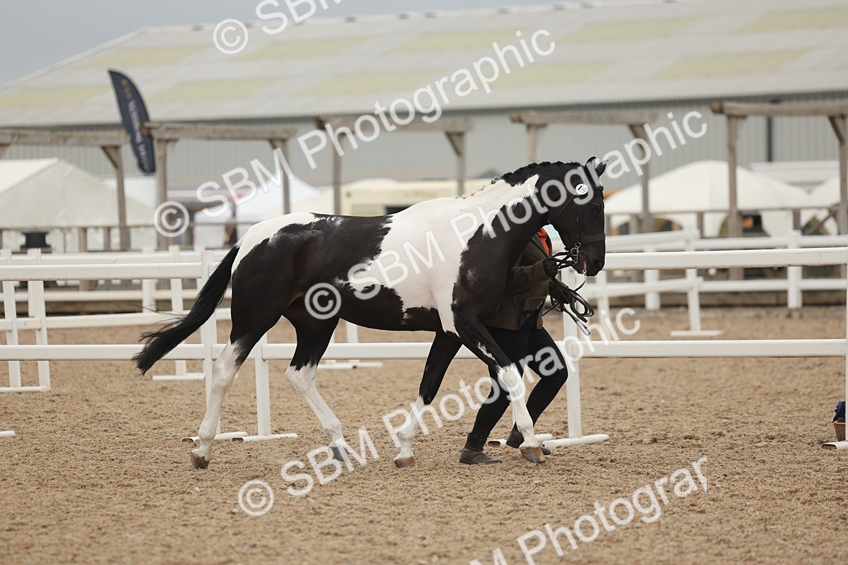 SBM_19770 - Class 318 - IH Part Bred Horse-Pony