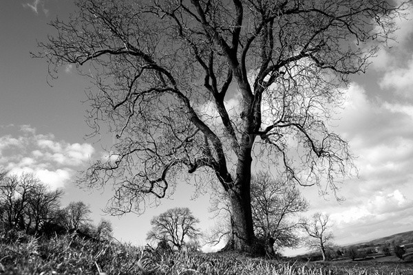Spring tree _S047 - Somerset landscape Photography