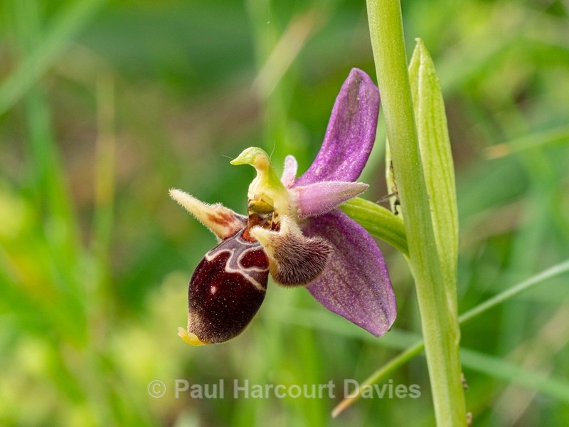 Horned Ophrys (Ophrys cornuta syn O. scolopax ssp cornuta) also  known as O.oestrifrea ssp montis-leonis  - Gargano - Wild Orchids
