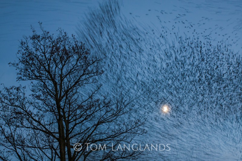 Starlings - Starlings and Murmurations