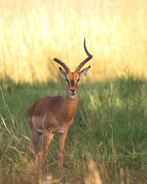 safari-114 - African Wildlife