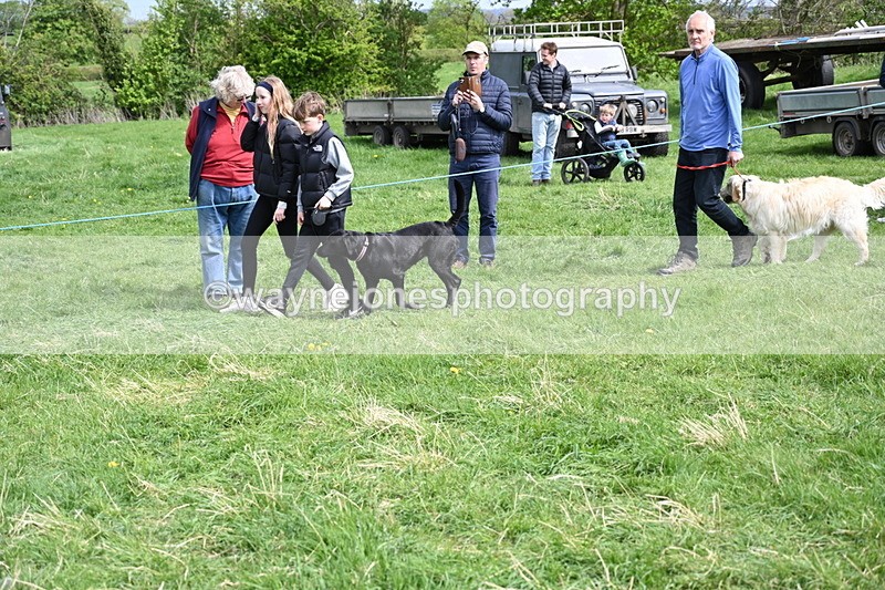 WJ6_8869 - Class 8 Best Working / Gun Dog or Bitch