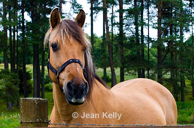 Horse - 9539 - Equine