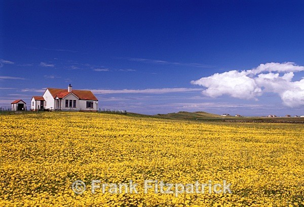 Croft house and field of Rapeseed, Benbecula, Outer Hebrides. - Benbecula