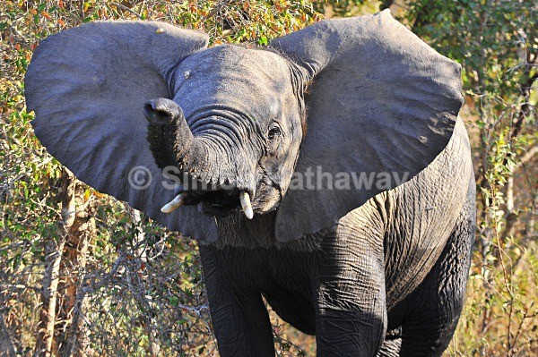  - South Africa