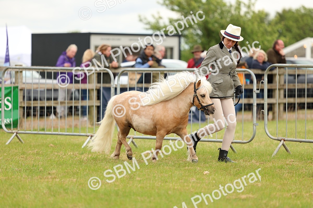 SBM_04443 - Class 64-67 - Shetland Pony In Hand