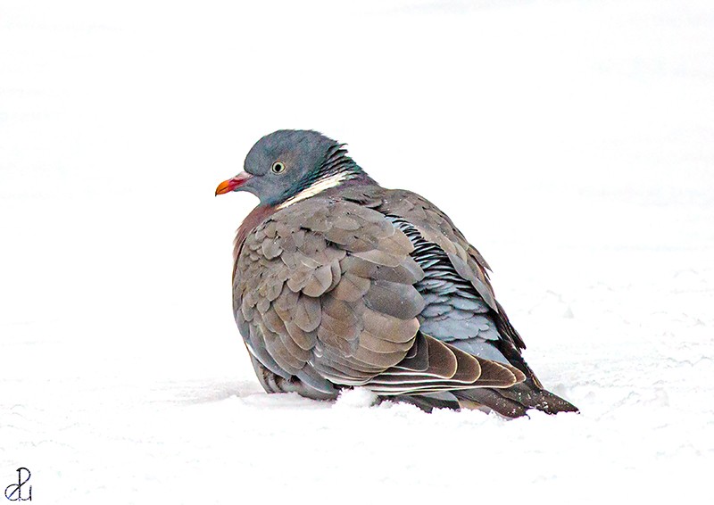 Wildlife photography by Diana Uzun