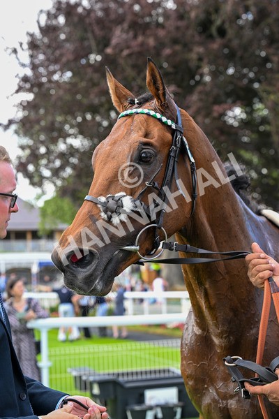 280625-Race 5-Turquino-0522 - Race 5 4.15pm Al Basti Equiworld Dubai Handicap