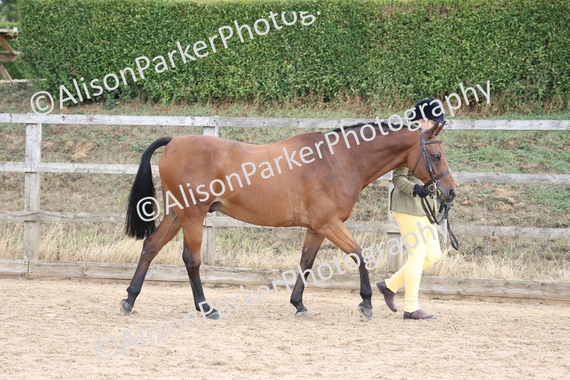 20260831-2351 - Class 9 - Show Pony and Show Hunter