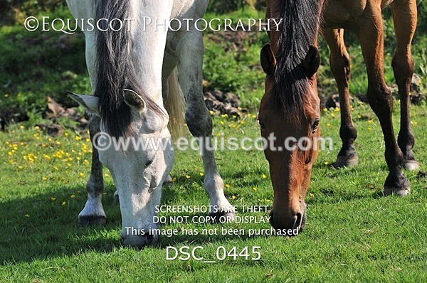 DSC_0445 - ARCHIVE REQUEST - Quincy and Guinness