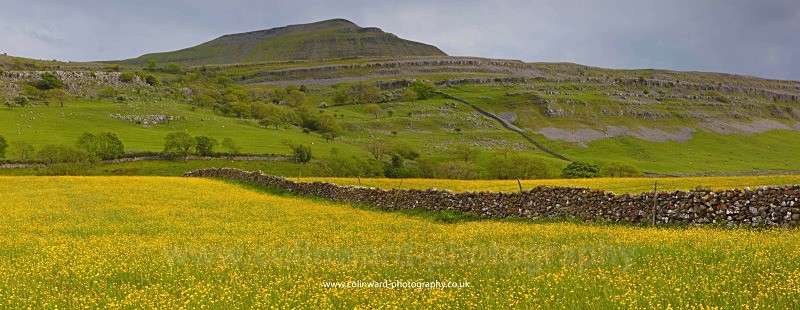 Buttercup Meadow with Ingleborough in the background. - Panoramic Landsapes