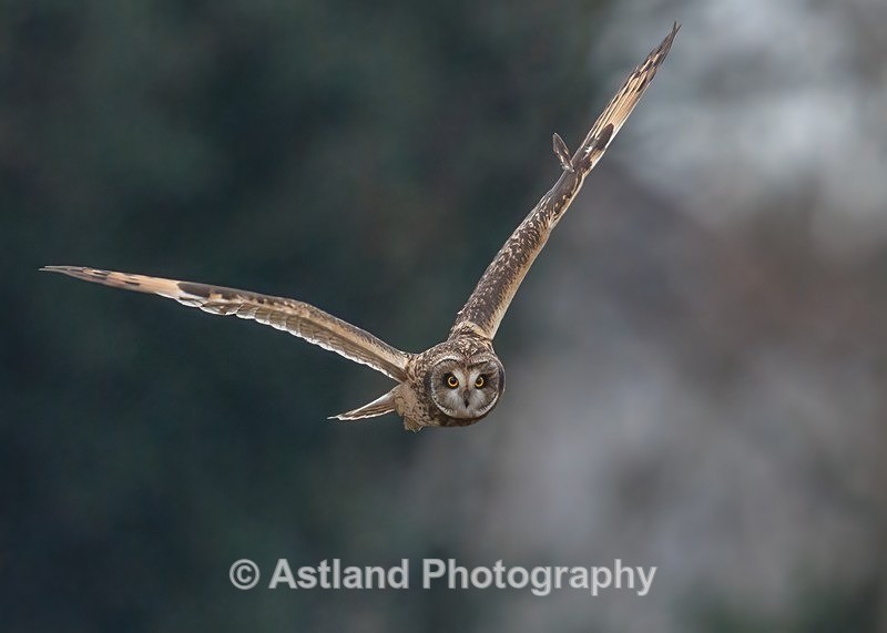 Short-eared Owl - Latest Images