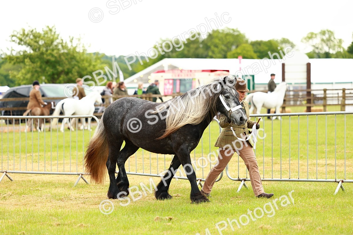 SBM_00350 - Class 58-67 - M&M Non Welsh Pony In hand