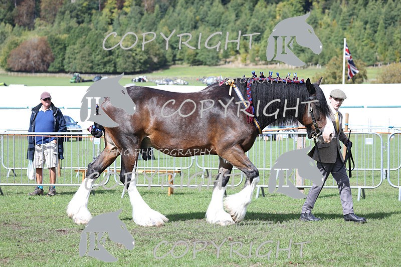 APP_3419 - Class 6 Young Handlers