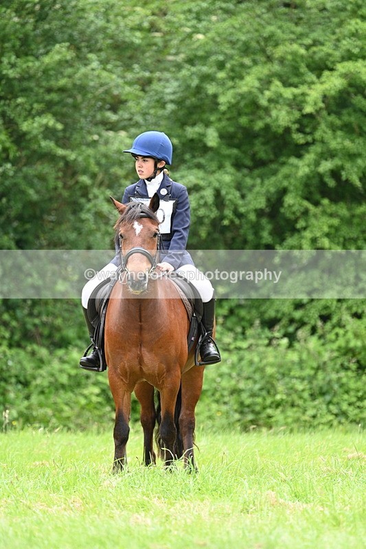 WJ7_3852 - Class 14A Handsome Gelding