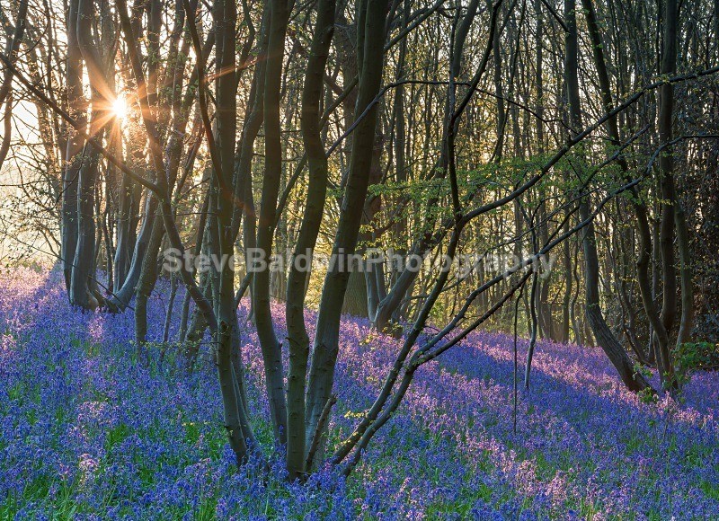 Bluebell Sunburst:99E - Earth: Close to Home