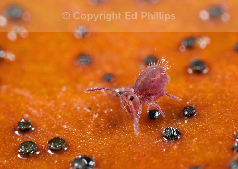 Dicyrtoma fusca