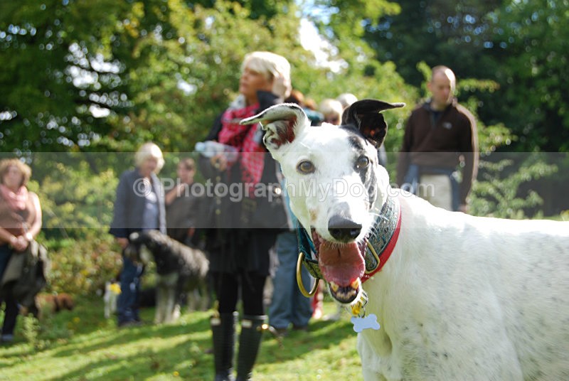  - Lurchers