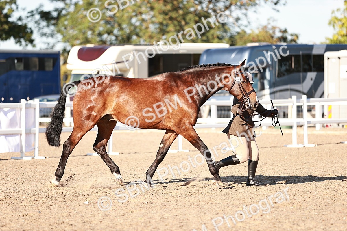 SBM_11161 - Class 401 - IH  Veteran horse